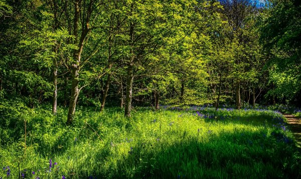 Лесная Поляна Садгород лето