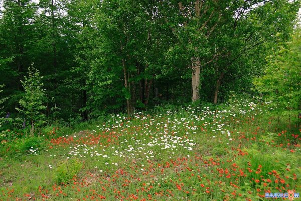 Лесные Поляны Полянка 194