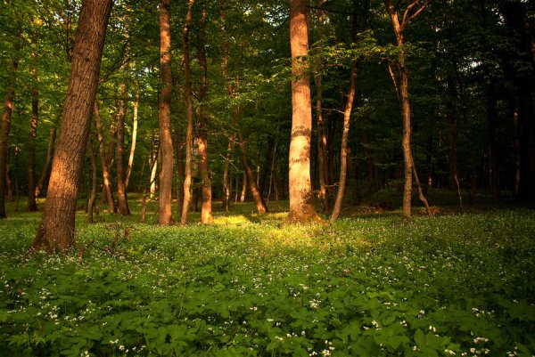 Красивая Поляна в лесу