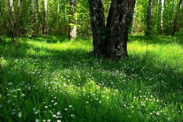 Красивая Полянка в лесу