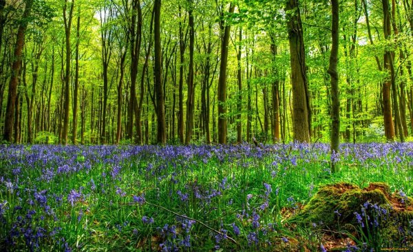 Лесная Поляна Батюченко