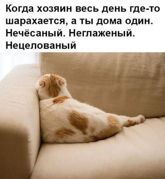 Когда обидел кота