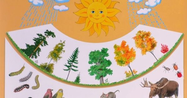 Экологические игры для дошкольников