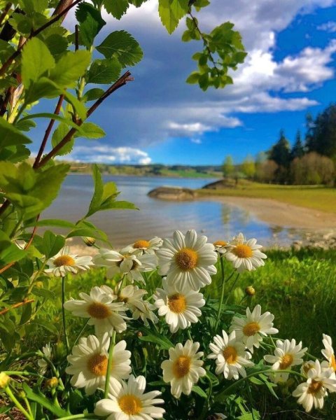 Лето ромашки