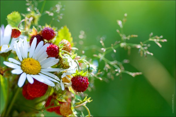 Доброе летнее утро гифки