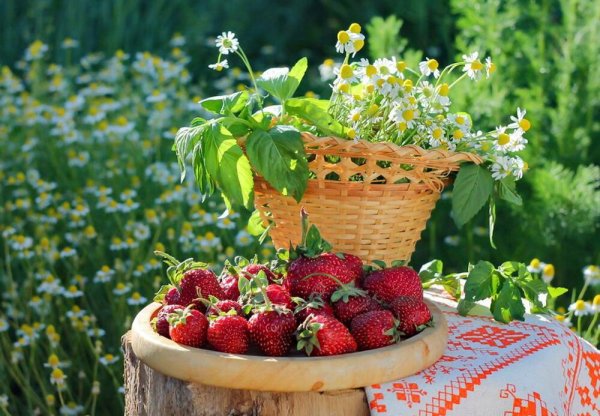 Ромашки на окне