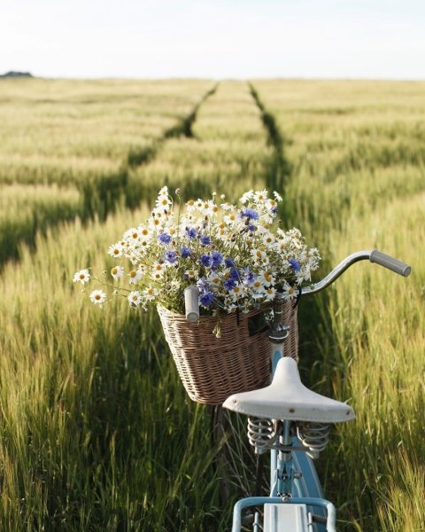 Доброе августовское утро в деревне
