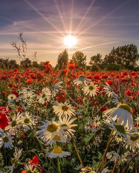 Лето природа