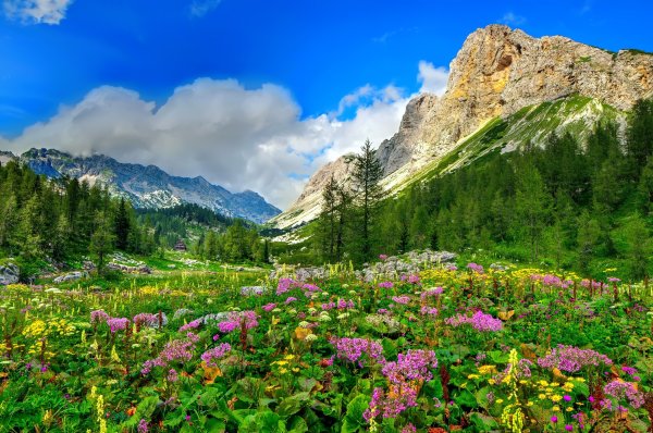 Горы Алтая Альпийские Луга