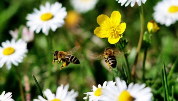 Пчелы на Поляне