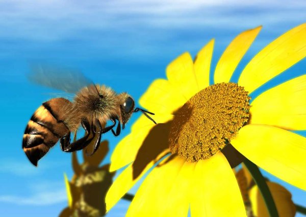 Лето пчелы собирают