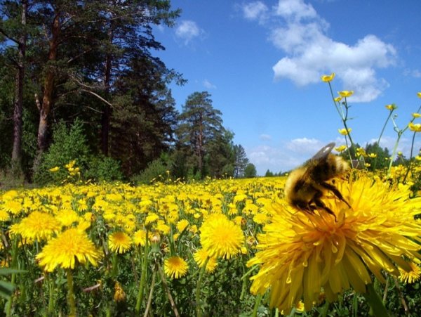 Одуванчики в лесу