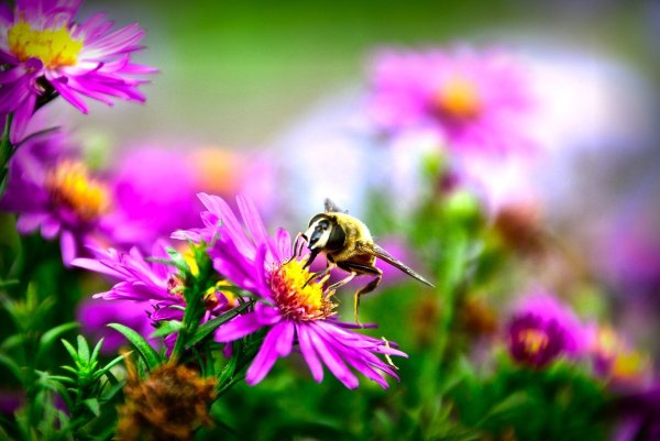 Луг с цветами и пчелами