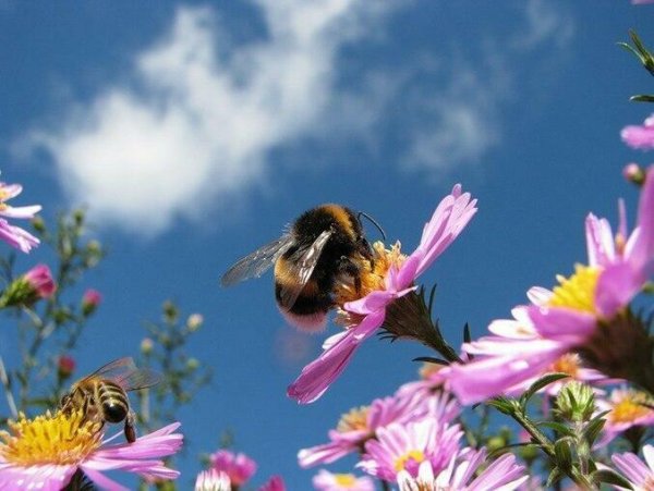 Пчела над цветком