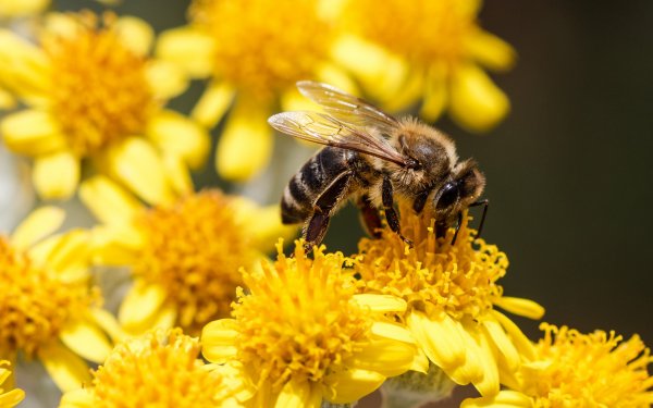 Пчела на цветке