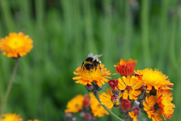 Луг с насекомыми