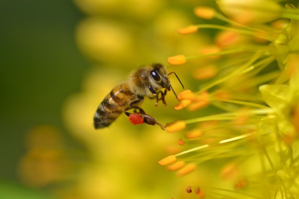 Красивая пчела