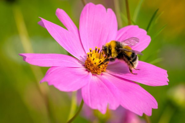 Пчела на цветке