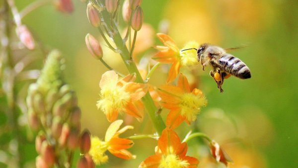 Пчела опыляет цветок