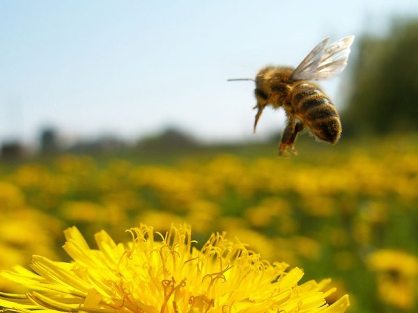 Пчелы на лугу