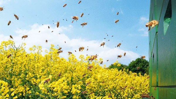 Пчелы в поле