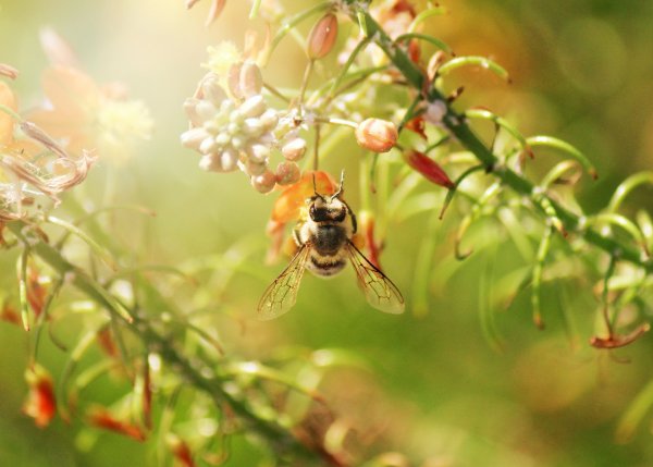Пчела в полете макро