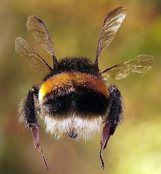 Пчелы в природе