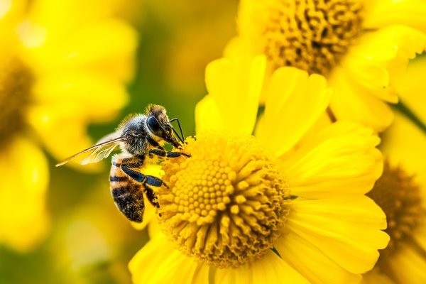 Сегодня Всемирный день одуванчиков
