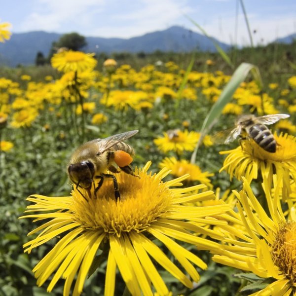 Лето пчелки