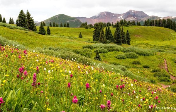 Кордильеры Альпийские Луга