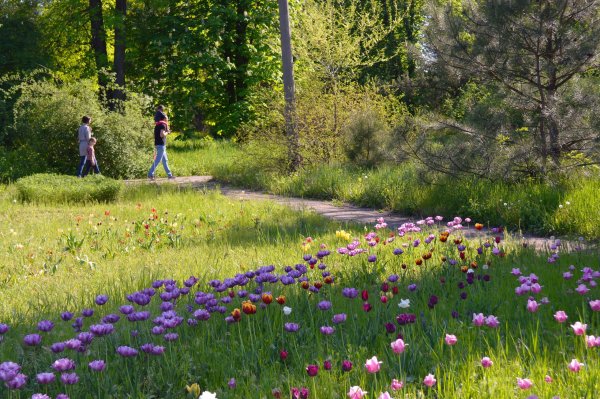 Мавританский газон Альпийский луг