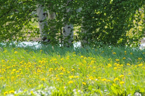 Солнечная Поляна