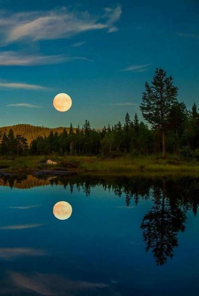 Березы ночью