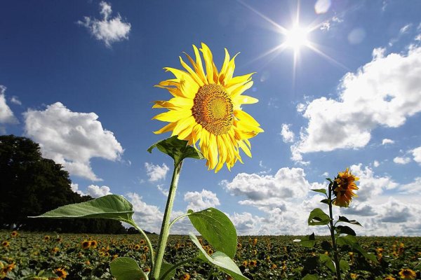 Летнее солнцестояние