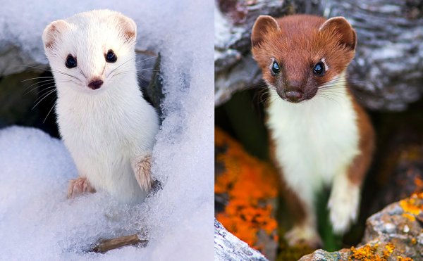 Куница Соболь песец горностай