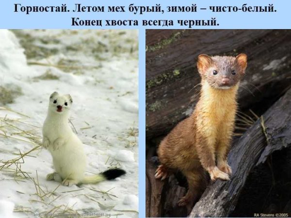 Ласка зимой и летом