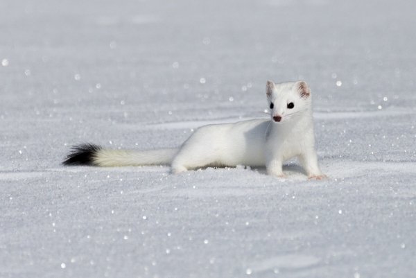 Куница Соболь песец горностай