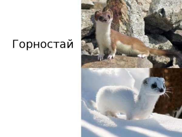 Горностай и ласка