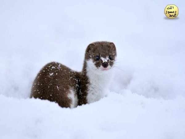 Снежный горностай