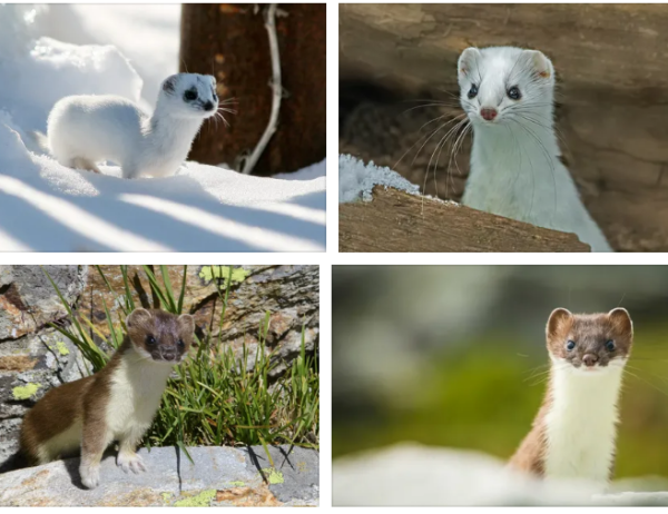 Горностай зимняя шкура