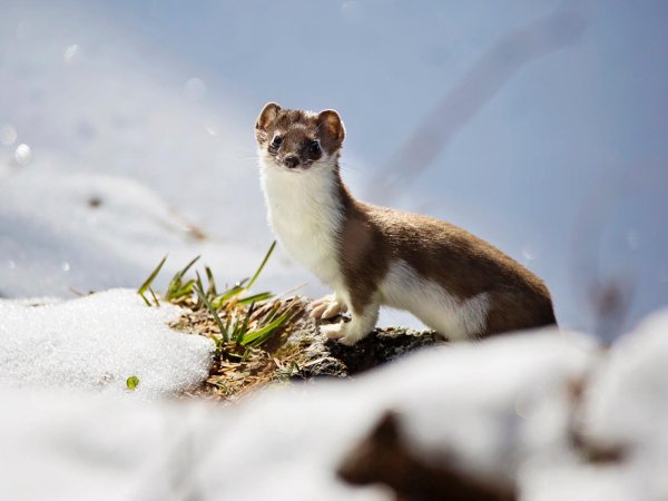 Ильменский заповедник горностай