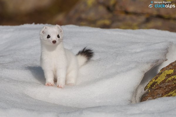 Ласка зимой и летом