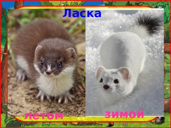 Куница Соболь песец горностай