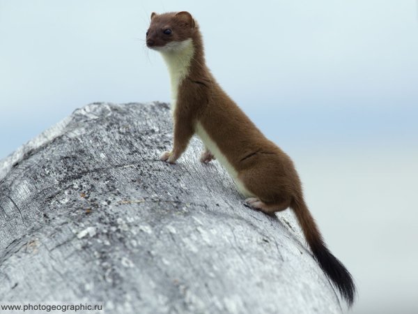 Горностай Северная Америка
