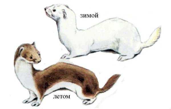 Горностай анатомия