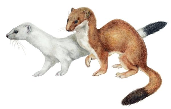 Горностай в Якутии