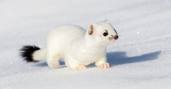 Ласка зверек