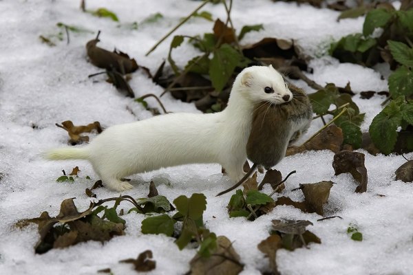 Тундровый горностай