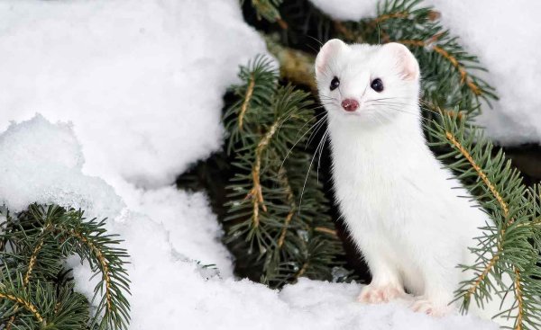 Тундровый горностай