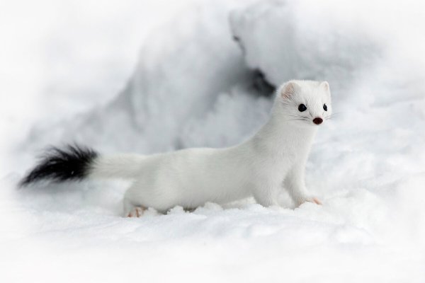 Горностай норка